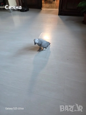 кралско жако, снимка 5 - Папагали - 52881352