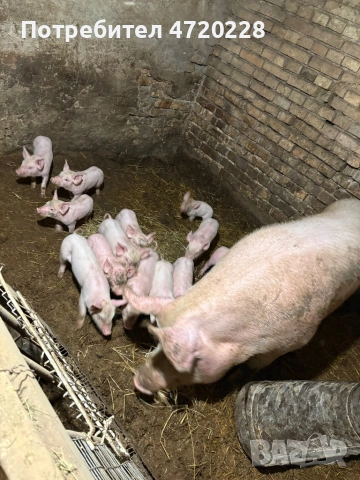 Прасета, снимка 3 - Прасета - 53662519