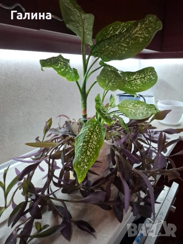Дифенбахия в комбинация пурпорно сърце., снимка 6 - Стайни растения - 50577713