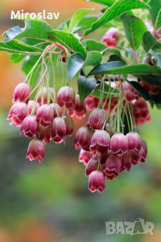 Енкиантус кампанулис/ enkianthus campanulatus, снимка 1 - Градински цветя и растения - 39927624