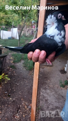 продавам  варненски  жьлти  6уменски2 модела  по6и спортни и стандарти и американци, снимка 7 - Гълъби - 51659125