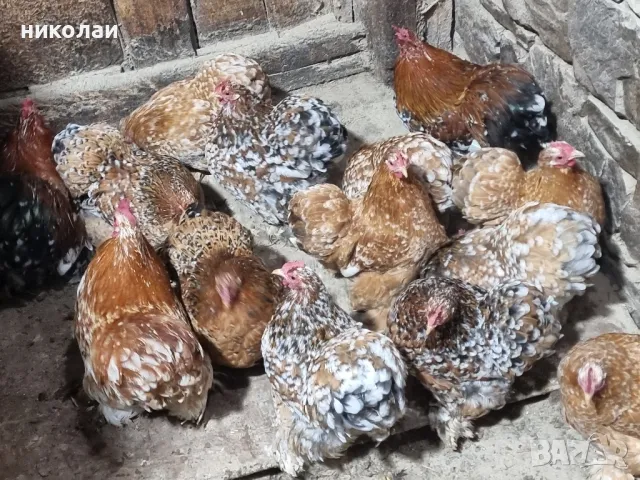 Продавам яйца от мини кохин порцелан