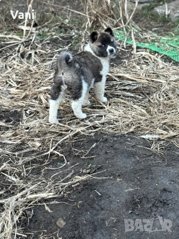 Америкаска акита 