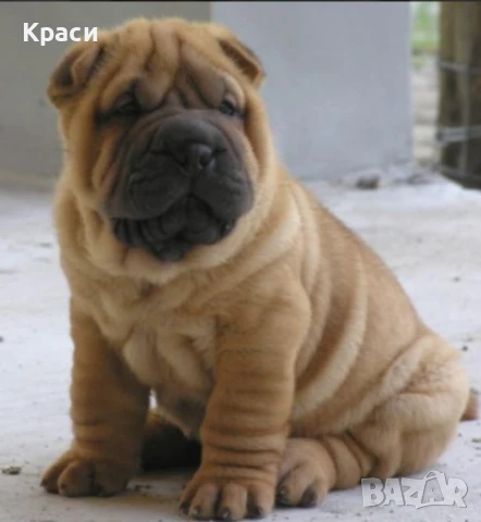 Куче Шар пей