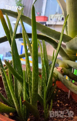 Алое вера (Aloe barbadensis Miller), снимка 2 - Стайни растения - 55771583