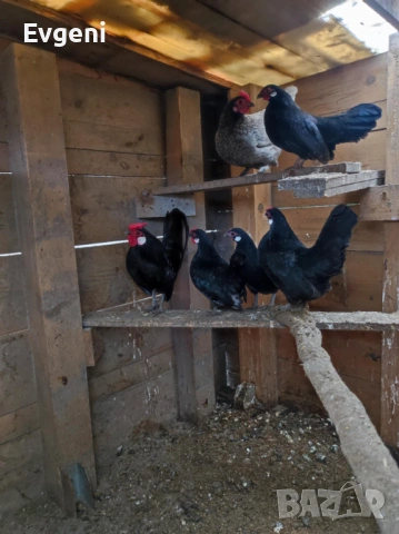 Розкомб, снимка 2 - други­ - 53219386