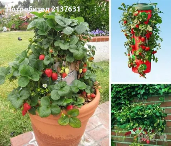 ПО ВСЯКО ВРЕМЕ И ВЪВ ВСЕКИ ДОМ КАСКАДНИ И УВИВНИ ЯГОДИ , за саксия  , сандъче или в градината , снимка 3 - Тор и почвени смеси - 49499186