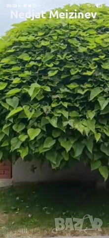 Каталпа НАНА фиданки, снимка 4 - Разсади - 51791021