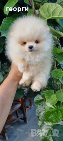 Померан померанче, снимка 8 - Померан - 41146182