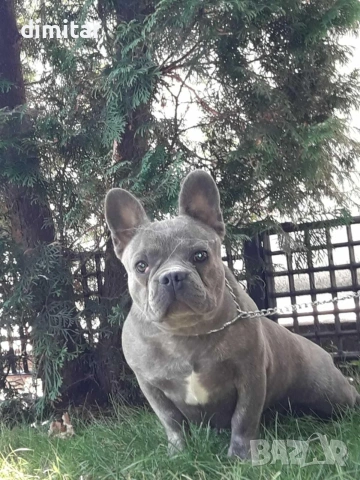 френски булдог. , снимка 2 - Френски булдог - 53379227