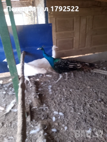 Бели и чернокрили пауни 