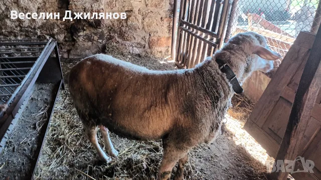 коч Лакон с лоши навици, снимка 3 - Овце - 55889273
