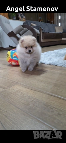 Померан,мини момченце с всички необходими ваксини и документи!!!