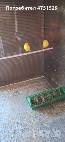 Мъжки Канари Орфей 2025г., снимка 8 - Канари - 53662815