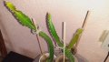 Драконов плод Питахая растение в саксия, снимка 3