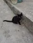 Малки бездомни котета, снимка 2