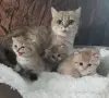 МАМА,ТАТИ И БЕБЕТА.ЗЛАТНИ ЧИНЧИЛИ, снимка 1