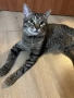 Подарявам мъжко коте СИЛВЪР, снимка 3