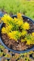 Седум  Анджелина, Sedum rupestre Angelina, снимка 12