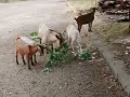 Предлагам две млади кози и един пръч. , снимка 5