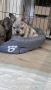 Френски булдог бебе/french bulldog, снимка 7