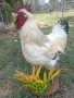 Препариран петел за декорация , снимка 4