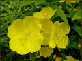 Oenothera speciosa / Енотера/ Йонотера - жълта. Заявки през пролетта., снимка 1 - Градински цветя и растения - 41081109