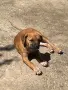 pitbuli svobodni , снимка 4