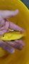 Рибки Африкански цихлиди, снимка 4