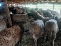 Продавам бременни овце , снимка 2