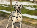 Далматин/Далматинец, снимка 3