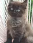 Котенца Мейн Кун , снимка 5