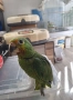 Ръчно хранени папагали Амазони , снимка 2