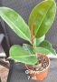 Предлагам стайни растения, снимка 9