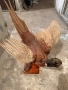 Продавам препариран фазан, снимка 1