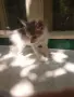 Подарявам котенца , снимка 3