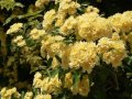 Роза Лейди Банкс , снимка 1 - Градински цветя и растения - 41247612