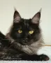 Мейн кун Мейн Куун коте Maine Coon , снимка 2