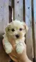 Йоркширски териер-мини!!! , снимка 6