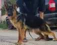 Немска овчарка женска на 8 месеца., снимка 3