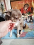 Продавам чихуахуа, снимка 4
