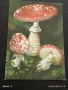 Старо календарче серия диви гъби за КОЛЕКЦИЯ ДЕКОРАЦИЯ 35340, снимка 1