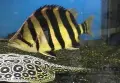 Datnioides microlepis/Сиамска тигрова, снимка 3