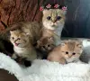 ТОП ЦЕНА .БРИТАНСКИ ЗЛАТНИ ЧИНЧИЛИ, снимка 1