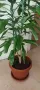 Палма Драцена - 170 см , снимка 2
