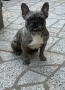 Мъжки Френски Булдог, снимка 9