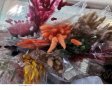 Сноп 10 бр натурален Овален лагурус Заешка опашка пухчета декорация аранжиране ваза букет цветя сухи, снимка 13