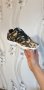 маратонки  Adidas ZX Flux  номер 39,5-40, снимка 9