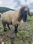 Продавам Млад Овен дебел и работещ, снимка 2
