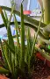 Алое вера (Aloe barbadensis Miller), снимка 2